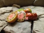 Milkdud Tomato