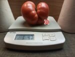 Millionaire Tomato