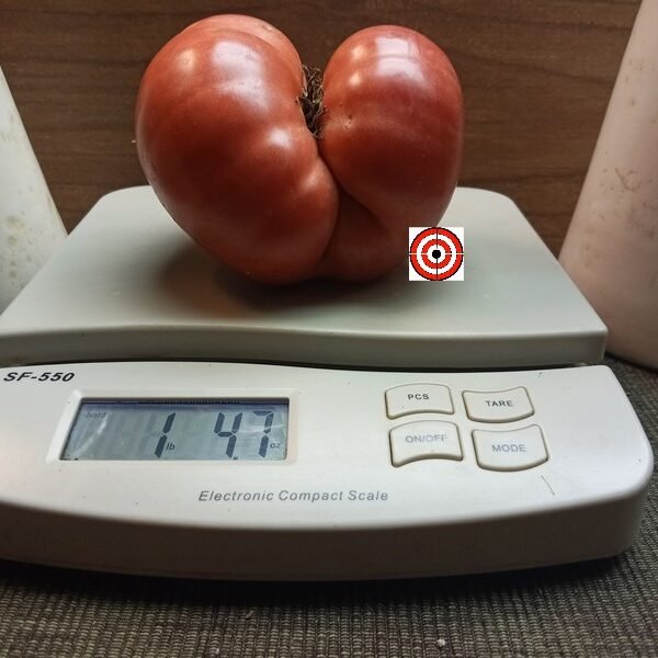 Millionaire Tomato