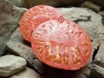 Millionaire Tomato