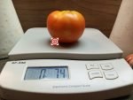 Mocross Elgin #9 Tomato