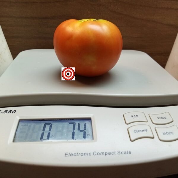 Mocross Elgin #9 Tomato