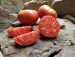 Mortgage Lifter Radiator Charlies Organic Tomato