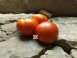 Mountain Spring F2 Red Tomato
