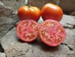 Mountain Spring F2 Tomato