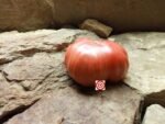 Mrs Maxwell's Big Italian Beefsteak Tomato