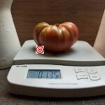 Mrs. Maxwell's Big Italian Tomato