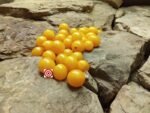 Zluta Kytice Tomato - Image 2