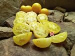 Mystery Lemonade Beefsteak Tomato