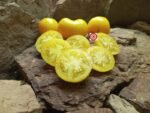 Mystery Lemonade Tomato