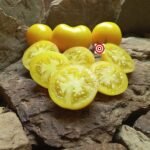 Mystery Lemonade Tomato