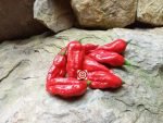 Naga Morich E Strain Pepper