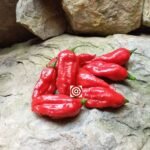 Naga Morich E Strain Pepper