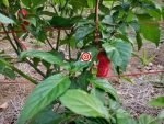 Naga Morich E Strain Pepper - Image 3