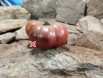Negro De Sequene Tomato Rare Tomatoes..
