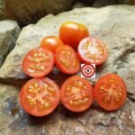 New Yorker Cherry Tomato