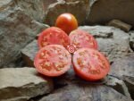 New Yorker Tomato