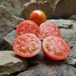 New Yorker Tomato