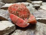 Noah Stripes Dwarf Tomato