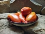 Opalka Sauce Tomato