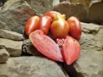 Opalka Tomato