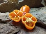 Orange Bell Pepper