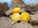 Orange Cream Dwarf Tomato