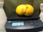 Orange Crush Tomato Giant Tomatoes.