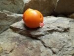 Orange Tomato BTO Tomato