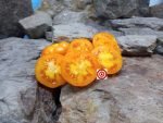Orange Tree Dwarf Tomato.