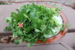 Cilantro Slow Bolt (Whole Seeds) - Image 4