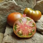 Dwarf Tasmanian Chocolate Tomatoes