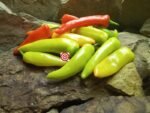 Hungarian Hot Wax Pepper - Image 5