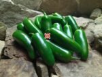 Jalapeno Pepper - Image 9