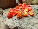 Red Habanero Pepper - Image 4