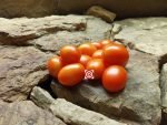 A Grappoli D Inverno Tomato