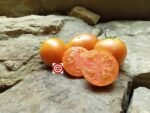 Tomato Candy Sweet Large Tomato