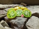Tomato Grandpa Gary's Green Dwarf Tomato