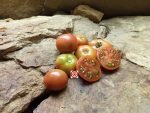 Dwarf Grape Nehi Tomato - Image 6
