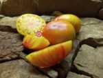 Tomato Hazel Mae Tomato