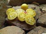 Tomato Spot Yellow Tomato