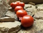 tomato Dwarf Stone Tomato