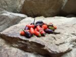 Tricolor Variegated Pepper - Image 2