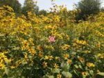 Ox-Eyed Sunflower