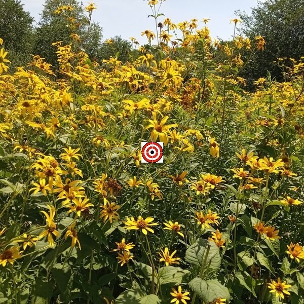 Ox-Eyed Sunflower
