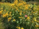 Ox-Eyed Sunflower - Image 3