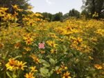 Ox-Eyed Sunflowers