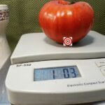 Pamyati Korneeva Tomato.