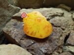 Pastel Orange Heart Tomato