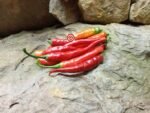 Ring of Fire Pepper - Image 2